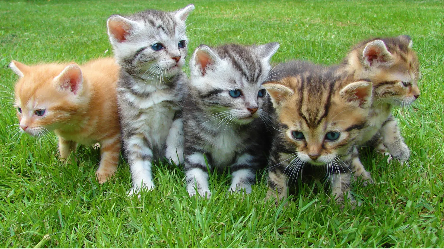cute cats in garden